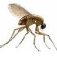 pest-glove-mosquito (1)