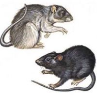 pest-glove-rat (1)