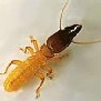 pest-glove-termite (1)